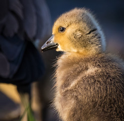 Gosling 