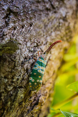 elephat insect in forest
