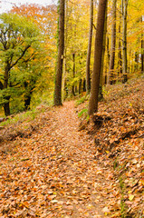 Deciduous forest in Autumn with leaves on the ground