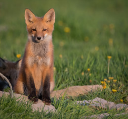 Baby fox looking at me