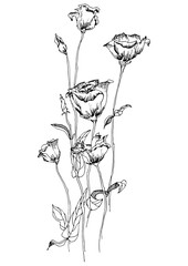 Several eustomas (tripped flowers and buds) on thin stems. Vector illustration