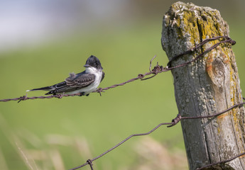 Eastern Kingbird on fence