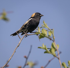 Bobolink 