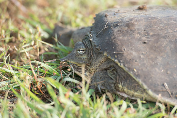 turtle