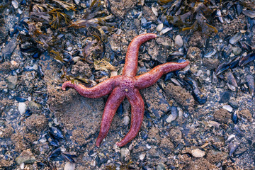 Starfish on the Beach
