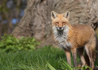 Naklejka na ściany i meble Adult red fox