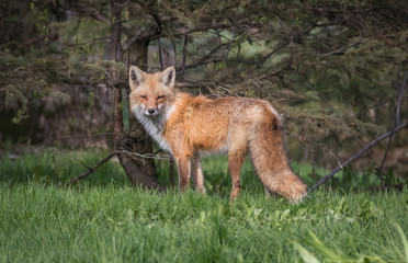 Red fox side view