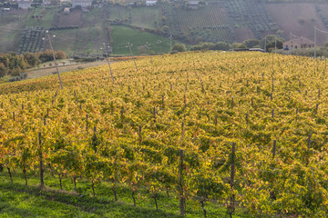 Sunset on the vineyard in the autumn season. 