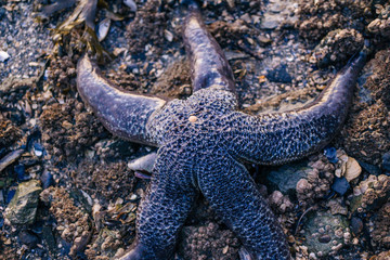 Starfish on the Beach