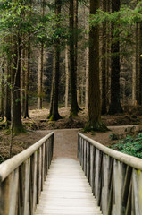 Wooden bridge leading to a dark forest of larch trees, as featured in a scene in Game of Thrones