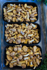 Mushrooms at the market