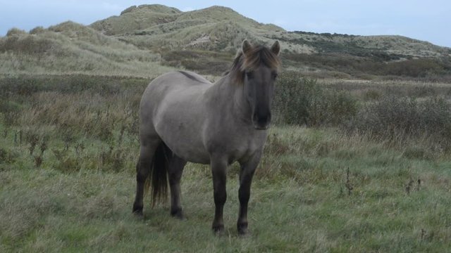 friendly adult Konik stallion