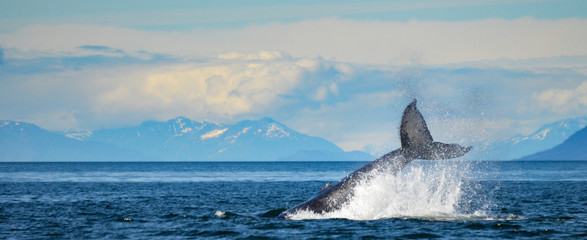 humpback whale - obrazy, fototapety, plakaty