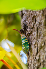 elephat insect in forest