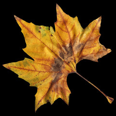 High Resolution Dry Maple Leaf Isolated On Black Background