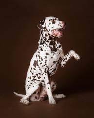 Dalmatian dog