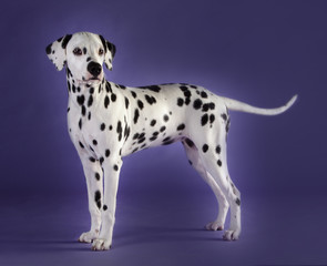 Little Dalmatian dog