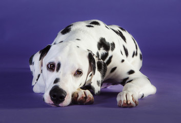 Little dalmatian dog