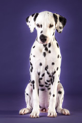 Baby dalmatian dog