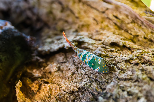 elephat insect in forest