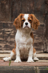 Cavalier King Charles Spaniel