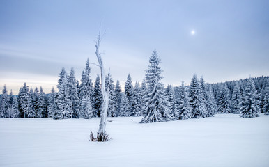 Frozen tree on winter field, Jeseniky mountain, Czech Republic