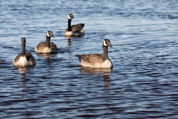 Kanadagans (Branta canadensis)