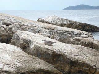 Sea gull relaxing on a rock