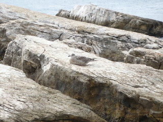 Sea gull relaxing on a rock