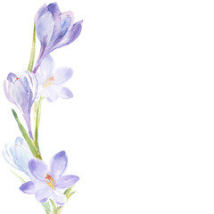 Floral background with watercolor crocuses . Hand-drawn illustration on a white background with  place for text. Invitation, greeting card or an element for your design.