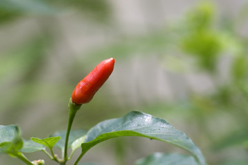ripe red hot chili peppers on a tree