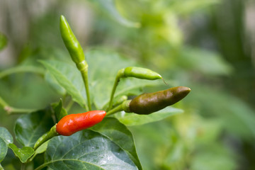 ripe red and green hot chili peppers on a tree