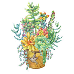 Bouquet of succulents in pot. Succulents collection. Watercolor hand drawn painting illustration isolated on white background.
