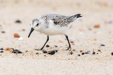 Small Seagull on Beach Sand