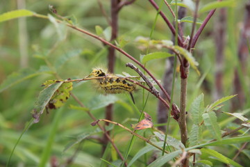 caterpillar