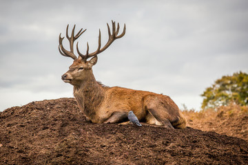 Portrait of majestic powerful adult red deer stag in Autumn Fall forest