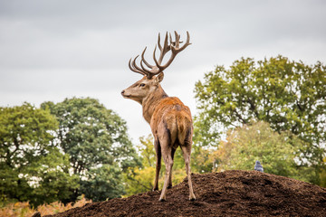 Portrait of majestic powerful adult red deer stag in Autumn Fall forest