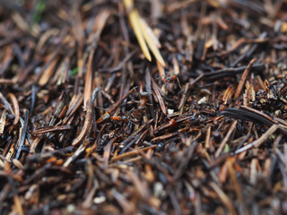 an anthill in the forest. summer