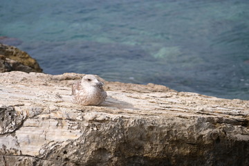 Sea gull relaxing on a rock