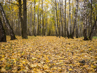 Wide dirt alley in autumn forest surrounded with birch trees