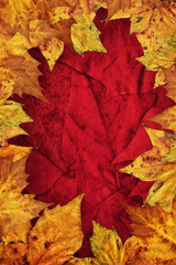 Naklejka na ściany i meble Dry Maple Leaves Border On Dark Red Background