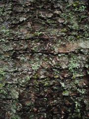 lichen on the bark of a tree
