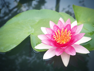 Beautiful lotus flower, lily water 