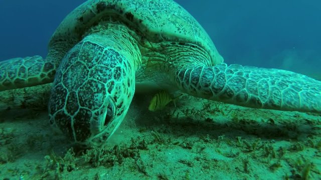 Leucism - Big male Green Sea Turtle with Remora fish and Golden Trevally dives to the bottom and eats sea grass, Red sea, Marsa Alam, Abu Dabab, Egypt
