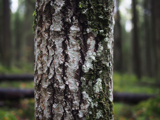 lichen on the bark of a tree
