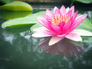 Beautiful lotus flower, lily water 