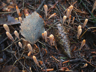 mushroom Ramaria in the forest