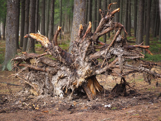 a tree stump in the forest