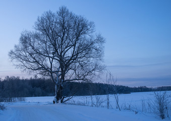 Winter landscape. A lonely tree standing by the roadside on a winter morning.