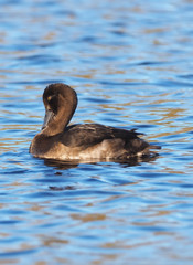 duck Aythya fuligula on the river